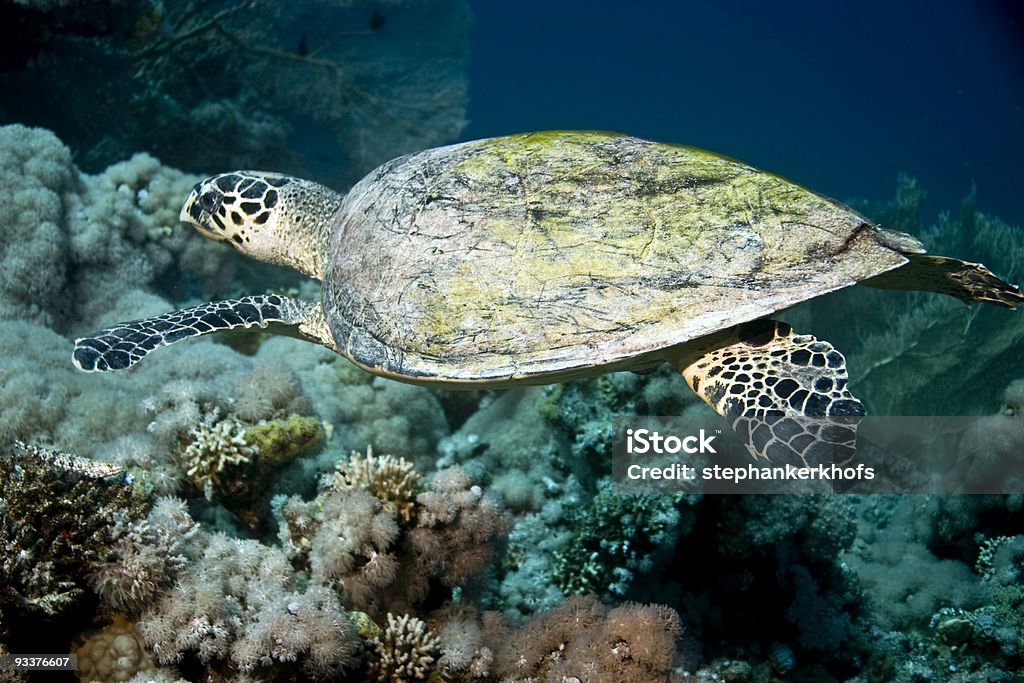 Tortuga de carey (Hawksbill turtle) - Foto de stock de Agua libre de derechos