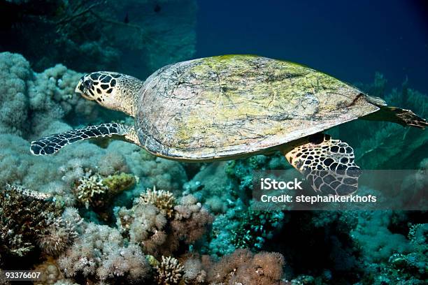 Tortuga De Carey Foto de stock y más banco de imágenes de Agua - Agua, Animal, Arrecife - Fenómeno natural