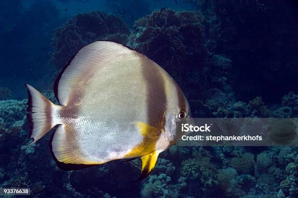 Platax Teira Orbicular Orbicularis Foto de stock y más banco de imágenes de Coral - Cnidario - Coral - Cnidario, Florida - Estados Unidos, Agua