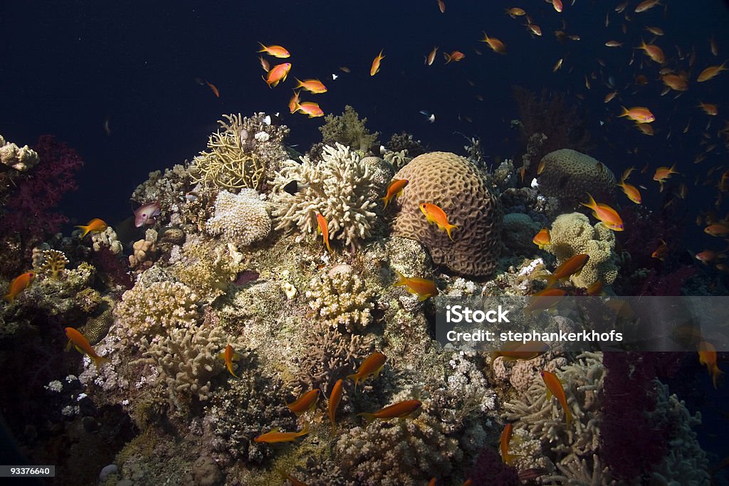 coral y peces pinnacle - Foto de stock de Agua libre de derechos
