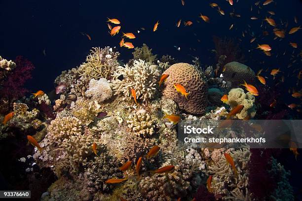 Coral Y Peces Pinnacle Foto de stock y más banco de imágenes de Agua - Agua, Animal, Anthias