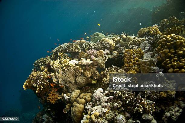 Korallen Und Fische Stockfoto und mehr Bilder von Aquatisches Lebewesen - Aquatisches Lebewesen, Bahamas, Big Island - Insel Hawaii