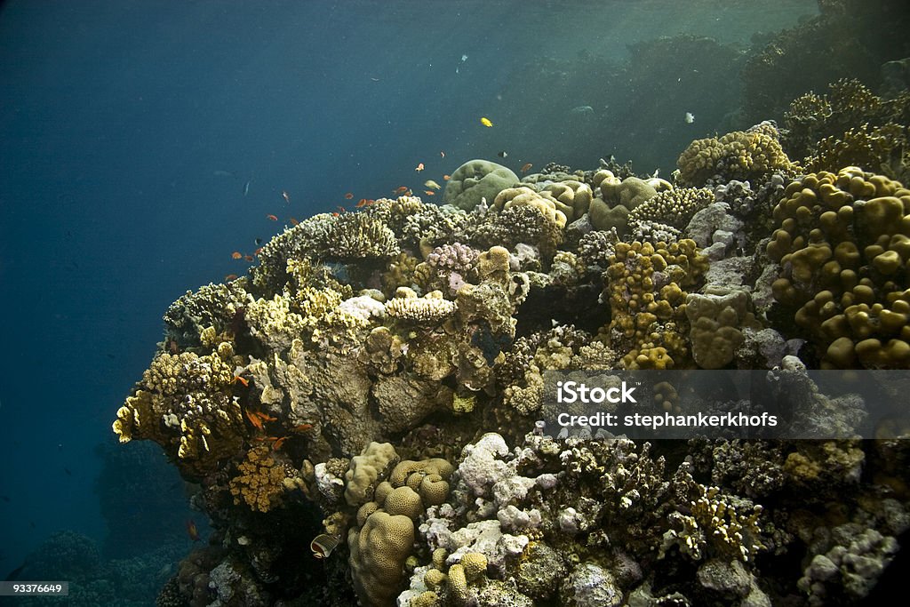 coral e peixe - Foto de stock de Animal royalty-free