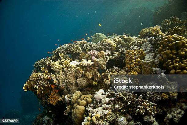Coral E Peixe - Fotografias de stock e mais imagens de Animal - Animal, Bahamas, Big Island - Ilhas do Havai