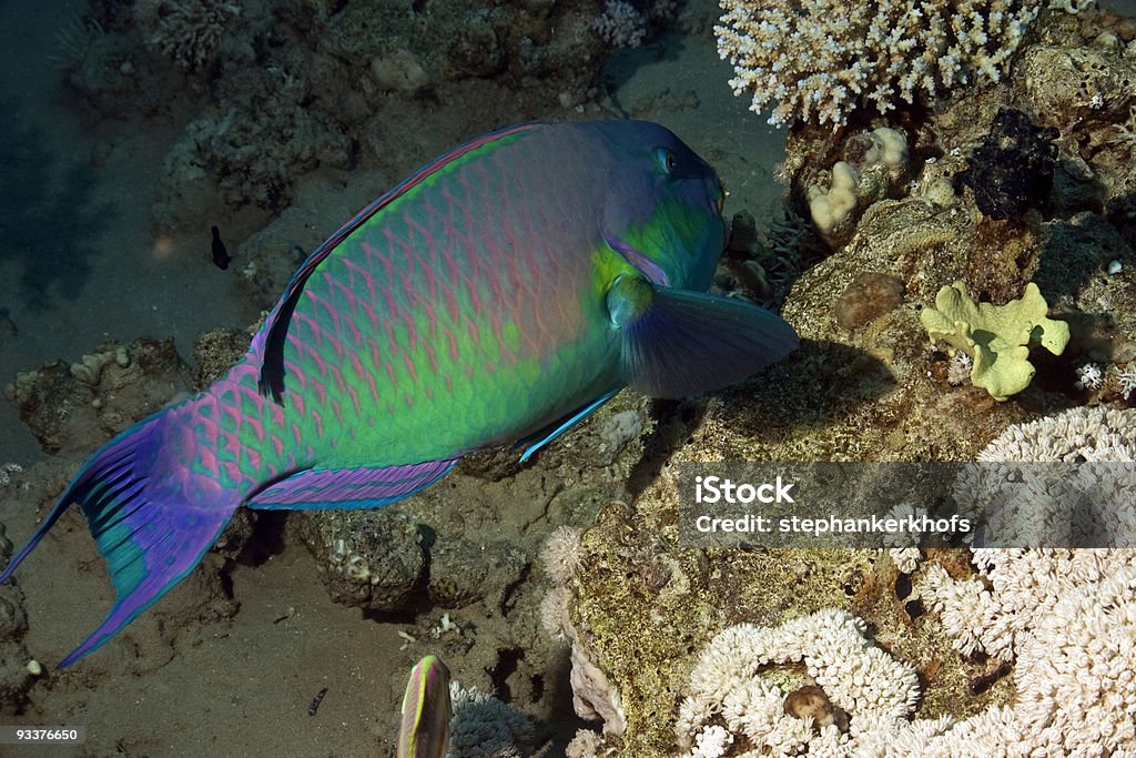 parrotfish - Zbiór zdjęć royalty-free (Czerwony)