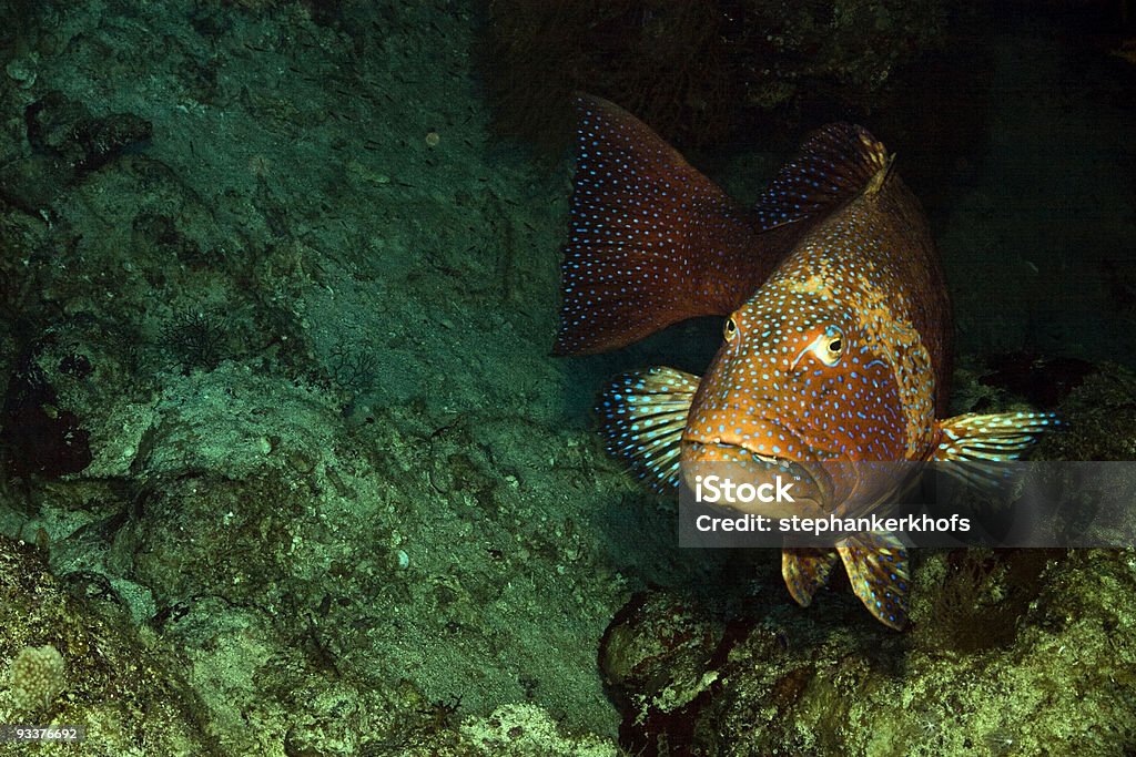 Rote Meer coralgrouper (Plectropomus pessuliferus - Lizenzfrei Aquatisches Lebewesen Stock-Foto