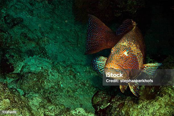Rote Meer Coralgrouper Plectropomus Pessuliferus Stockfoto und mehr Bilder von Aquatisches Lebewesen - Aquatisches Lebewesen, Bahamas, Big Island - Insel Hawaii