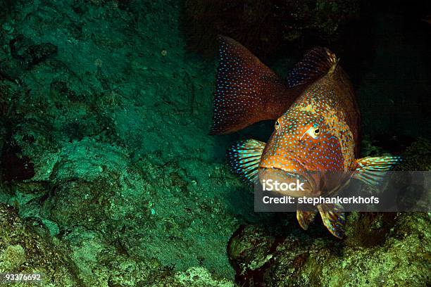 Mar Rosso Coralgrouper Plectropomus Pessuliferus - Fotografie stock e altre immagini di Acqua - Acqua, Animale, Bahamas