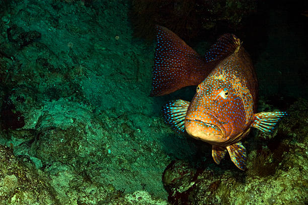 istock Red sea coralgrouper (Plectropomus pessuliferus) 93376692