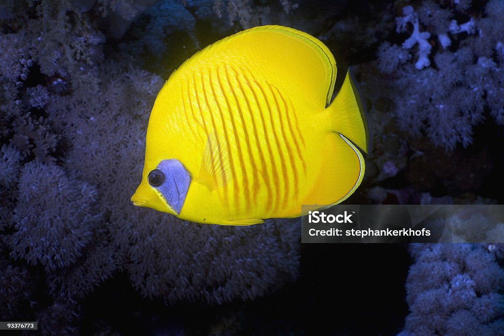 Ploceus Peixe Borboleta (Chaetodon semilarvatus - Foto de stock de Animal royalty-free