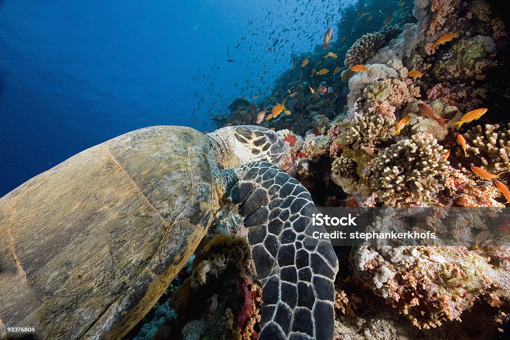 Caret (eretmochelys imbricata - Photo de Asie de l'Ouest libre de droits