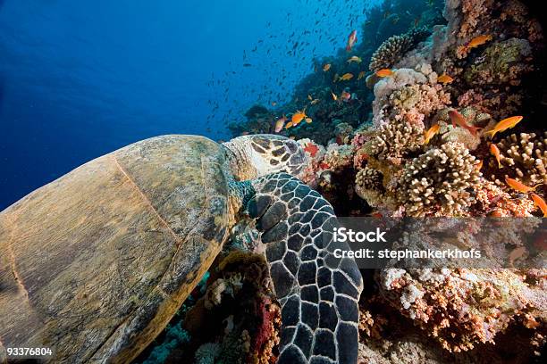 Photo libre de droit de Caret Eretmochelys Imbricata banque d'images et plus d'images libres de droit de Asie de l'Ouest - Asie de l'Ouest, Au fond de l'océan, Biodiversité