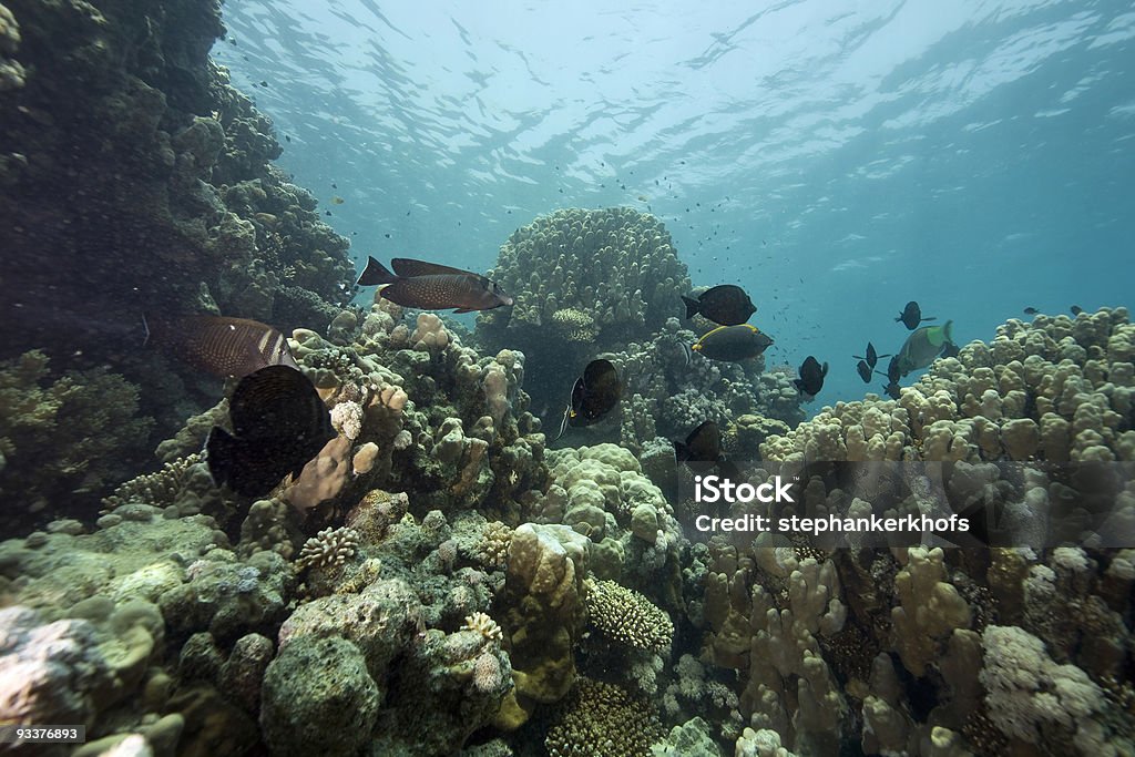 coral and fish Anemonefish Stock Photo
