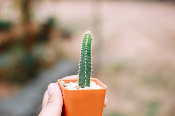 istock Little exotic spiked cactus plant for interior decoration 933795718