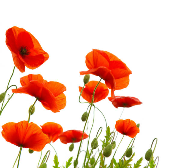istock Red poppy flowers isolated 933801456