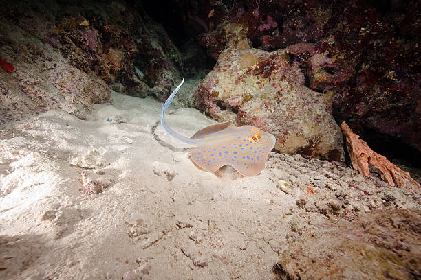 istock ocean and bluespotted stingray 93380490