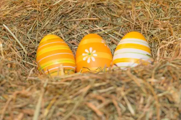 Traditional easter holiday festival celebration with three orange eggs in hay straw in warm spring colors. Beautiful present symbol.