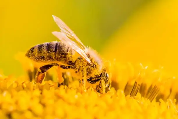 Photo of Honey bee covered with yellow pollen collecting nectar in flower