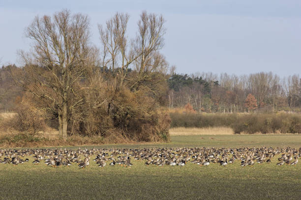 istock Greater white-fronted gooses and Barnacle gooses on the meadow in winter 933812382