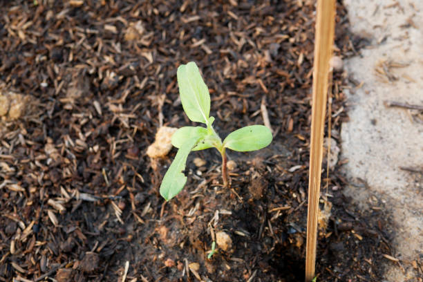 istock New Born Plant Growing 933815956