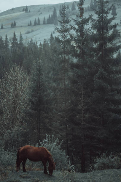 istock horse pasture morning fog dew 933820388