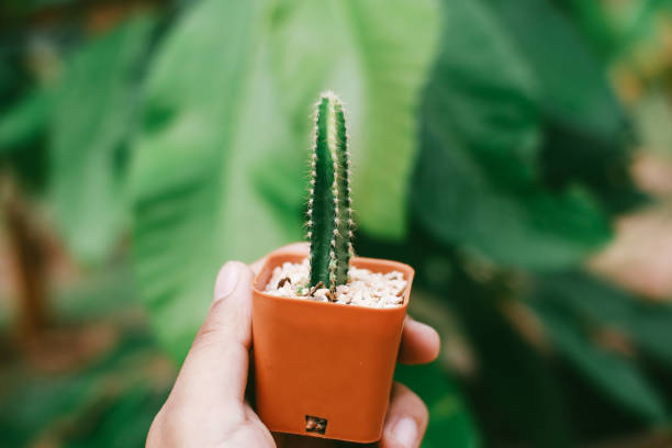 istock Little exotic spiked cactus plant for interior decoration 933820506