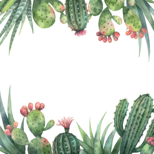 ilustraciones, imágenes clip art, dibujos animados e iconos de stock de tarjeta de vector de acuarela de cactus y plantas suculentas aisladas sobre fondo blanco. - ornamental garden plant tropical climate desert