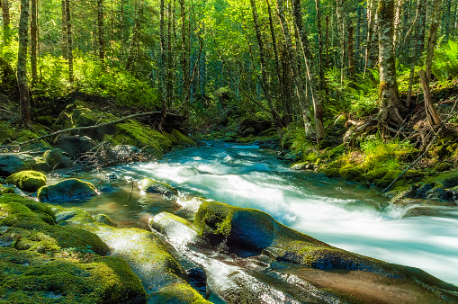Near the head of the Kalama River where it cascade through the shady forest and rocky shoreline in Gifford Pinchot National Forest in Washington State.