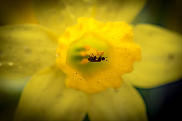 This freshly bloomed yellow flower is of the highly prized, small variety.