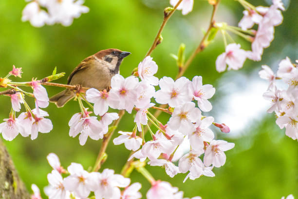 istock Little Bird and Beautiful Cherry Blossom 933829942