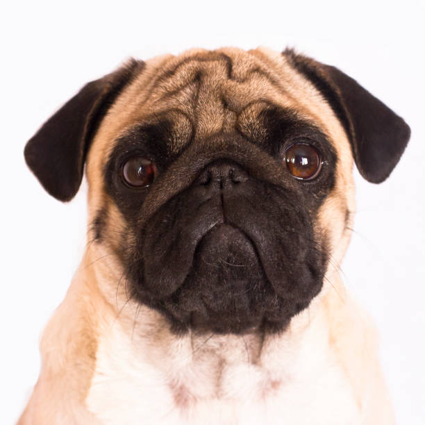 istock The pug dog sits and looks directly into camera. Sad big eyes. 933832612