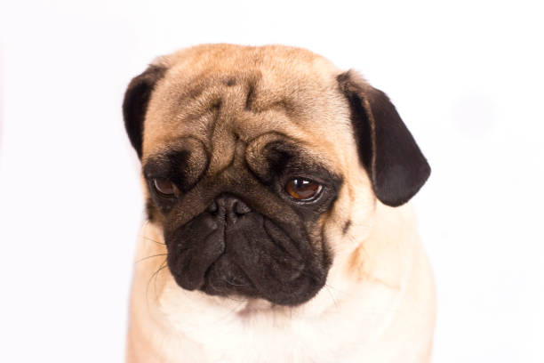 the pug dog sits and looks with the sad big eyes. - dog sadness large isolated imagens e fotografias de stock