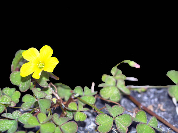 Tiny yellow flower stock photo