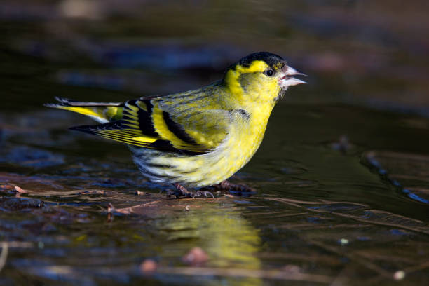 istock Eurasian siskin (Spinus spinus) at an ice hole in the Netherlands 933837720