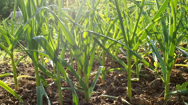 Garlic seedbed in the homemade garden in HD
