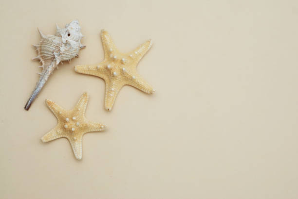 istock Shell and starsfish over Ivory Neutral Background. copy space for Text. Isolated Fishstar. 933837980