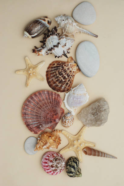 istock Summer and Vacation concept. mix of Shells and Stones over Ivory Background. 933838038