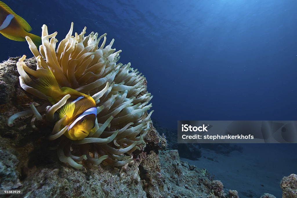 Anémona magnífica y pez payaso - Foto de stock de Animal libre de derechos