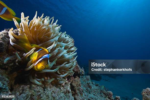 Anémona Magnífica Y Pez Payaso Foto de stock y más banco de imágenes de Animal - Animal, Arrecife - Fenómeno natural, Colonia - Grupo de animales