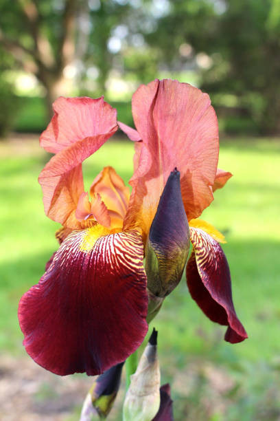 istock Close up image of crimson red and pink bearded iris flower 933843672