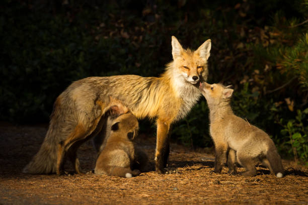 istock A fox kit tenderly kisses its mother 933849618