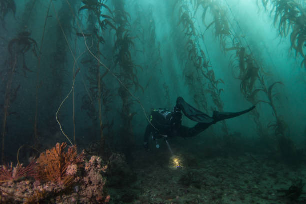 Scuba Diver Searching Kelp Forest Photo taken at Terrenea resort on January 14,2018 Rancho Palos Verdes California kelp stock pictures, royalty-free photos & images