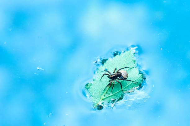 istock Spider rescued on a leaf floating on the water surface 933850460