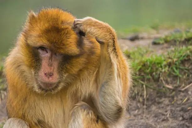 Photo of Barbary macaque scratching his head
