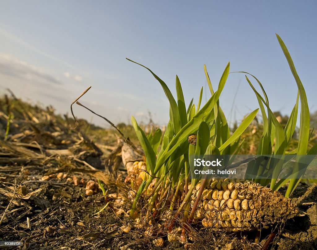 Crecimiento nuevo - Foto de stock de Agricultura libre de derechos