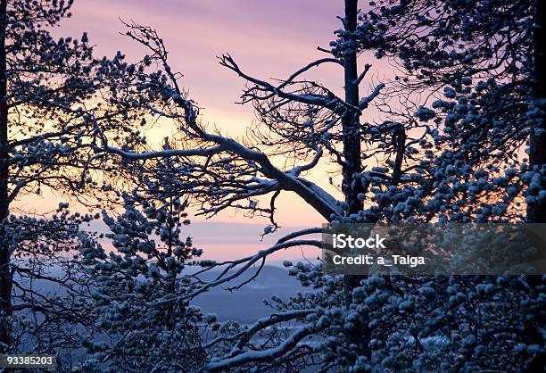 Inverno Mattino Sole E Silhouette Di Alberi - Fotografie stock e altre immagini di Alba - Crepuscolo - Alba - Crepuscolo, Albero, Ambientazione esterna