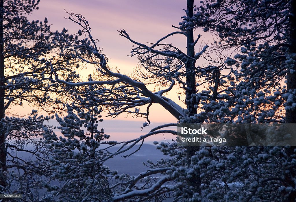 Зимнее утро/солнечный свет и деревья силуэты - Стоковые фото Без людей роялти-фри