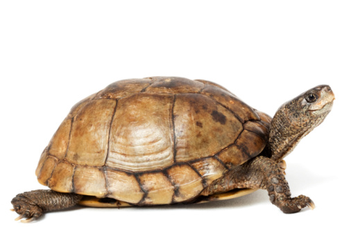 Cute Mediterranean tortoise (Testudo graeca) walking on the road on a sunny day