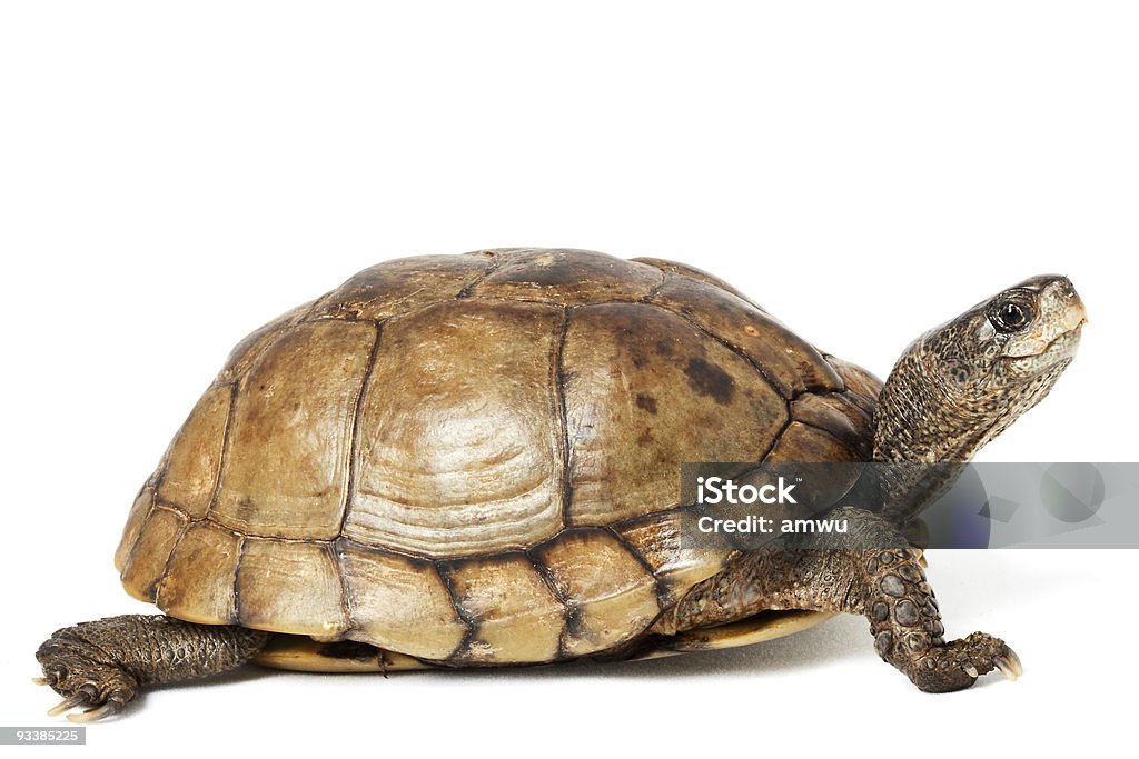 Coahuilan Box Turtle  Turtle Stock Photo