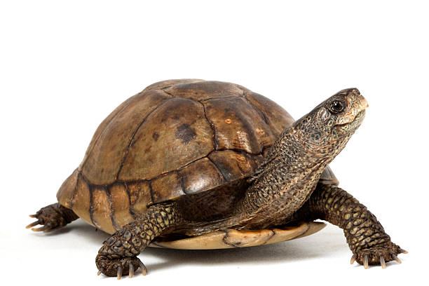 tartaruga da birmânia - reptile imagens e fotografias de stock